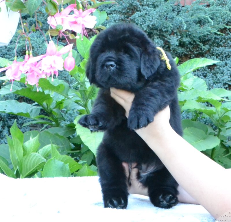 Фото: Щенки 