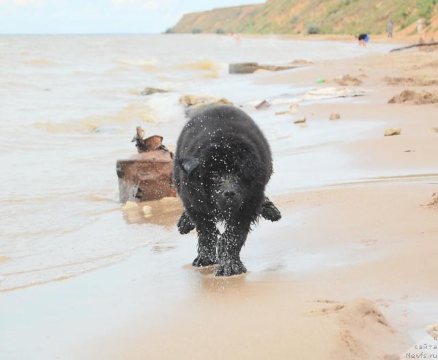 Фото: ньюфаундленд Супер Премиум Вашингтон