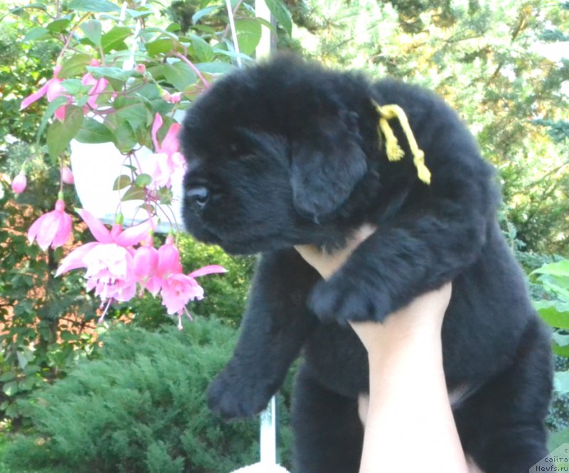 Фото: Щенки 