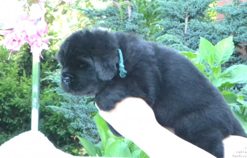 Фото: Щенки 