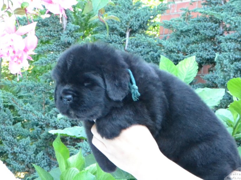 Фото: Щенки 