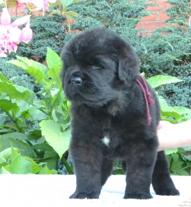 Фото: Щенки 