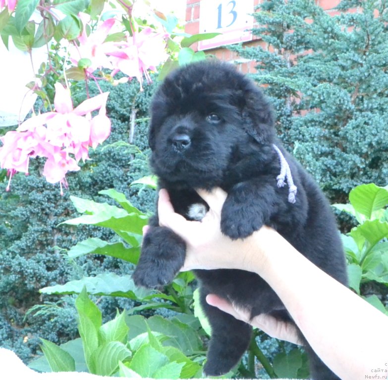 Фото: Щенки 