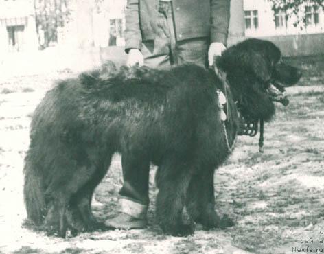 Фото: ньюфаундленд Ральф Ник