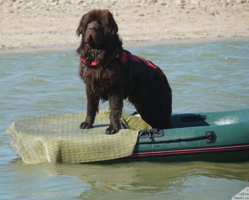 Фото: ньюфаундленд Символ Роскоши и Любви (Simvol Roskoshi I Lubvi)