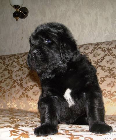 Фото: ньюфаундленд Osnovatel' Mira Agni Bolshoj Malysh