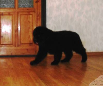 Фото: ньюфаундленд Obladatel' Mudrosti Ailill Bolshoj Malysh