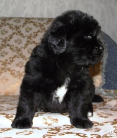 Фото: ньюфаундленд Ostrov Sokrovisch Serzh Bolshoj Malysh