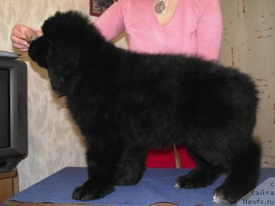 Фото: ньюфаундленд Ostrov Sokrovisch Serzh Bolshoj Malysh