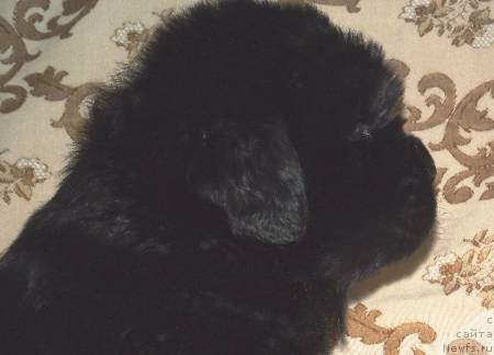 Фото: ньюфаундленд Oshelomitel'naya Yukino Bolshoj Malysh