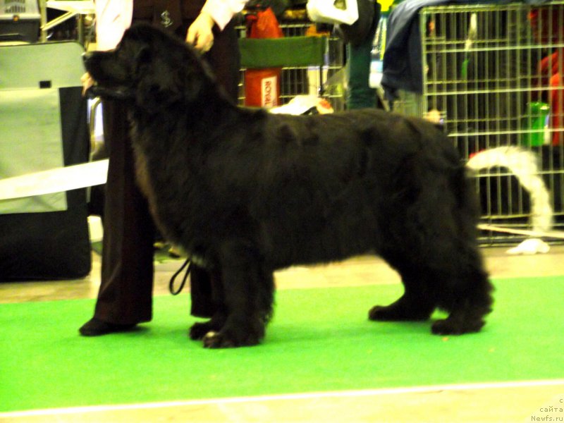 Фото: ньюфаундленд Tsunami Radosti Ajrin Bolshoj Malysh