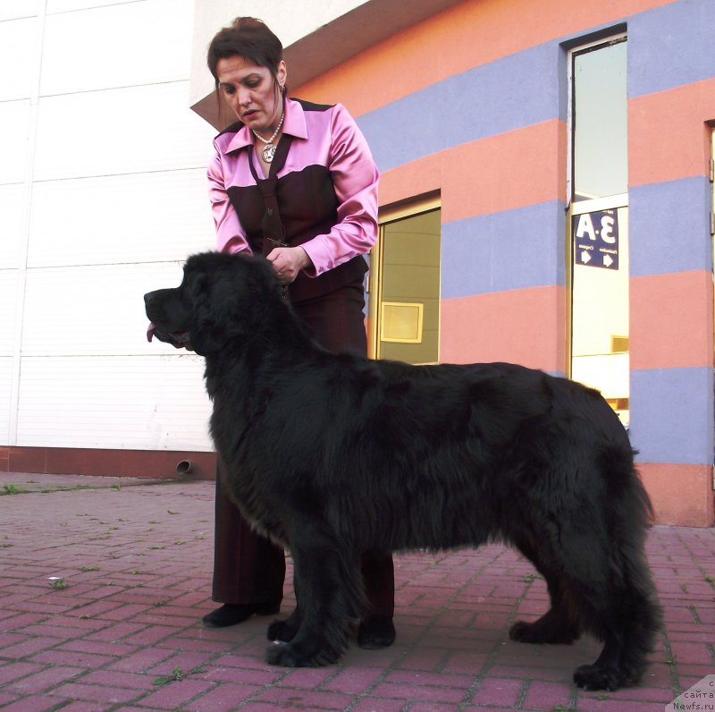 Фото: ньюфаундленд Tsunami Radosti Ajrin Bolshoj Malysh