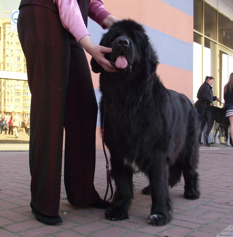 Фото: ньюфаундленд Tsunami Radosti Ajrin Bolshoj Malysh