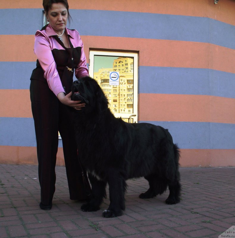 Фото: ньюфаундленд Tsunami Radosti Ajrin Bolshoj Malysh