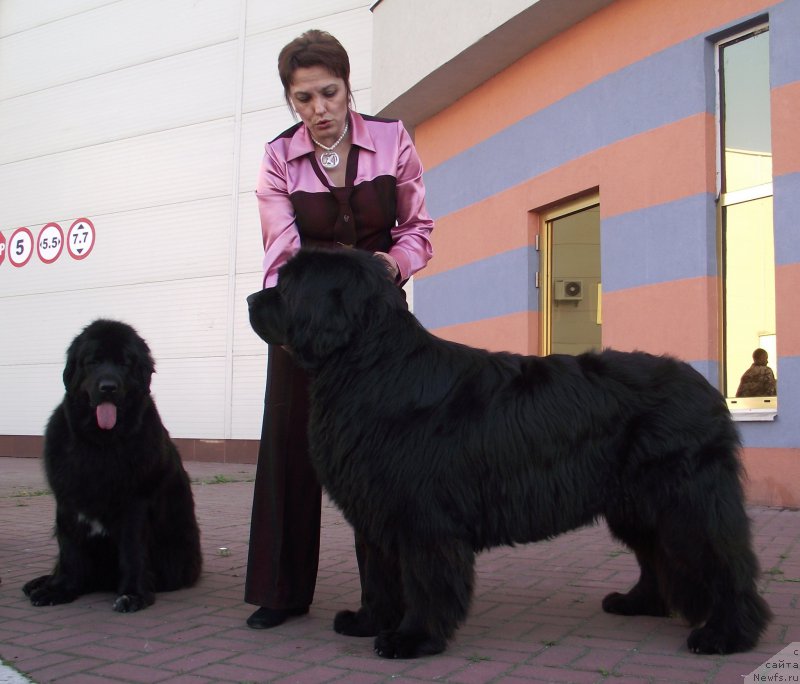 Фото: ньюфаундленд Tsentral'nyj Zaschitnik Halk Bolshoj Malysh