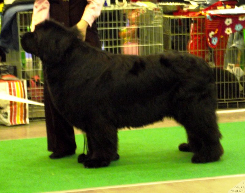 Фото: ньюфаундленд Tsentral'nyj Zaschitnik Halk Bolshoj Malysh
