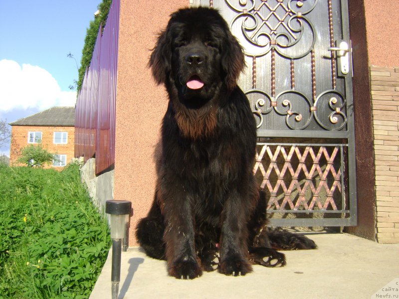 Фото: ньюфаундленд Tselyj Mir Neo Bolshoj Malysh