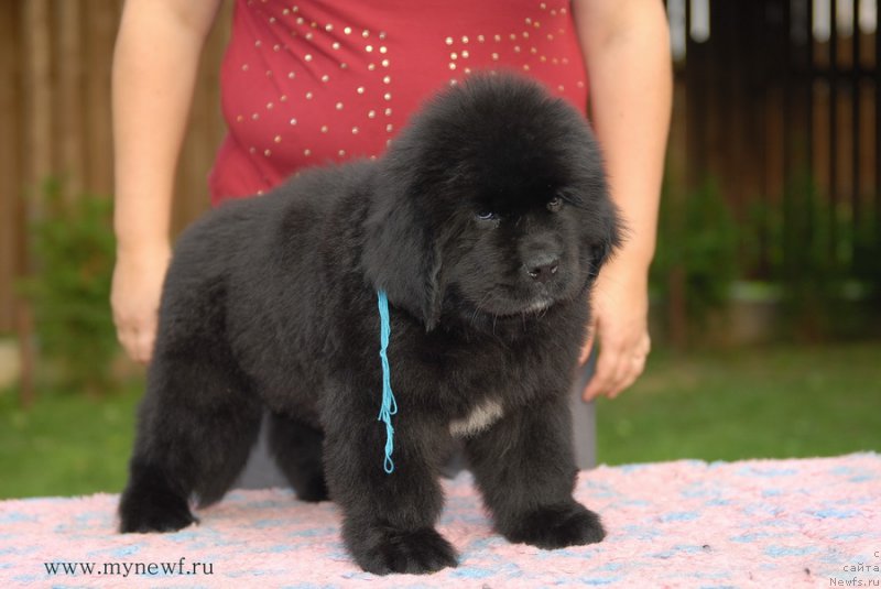 Фото: ньюфаундленд Бридж Овер Траблд Ривер (Bridge Over Troubled River)