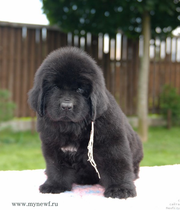 Фото: ньюфаундленд Блуминг Роуз (Blooming Rose)