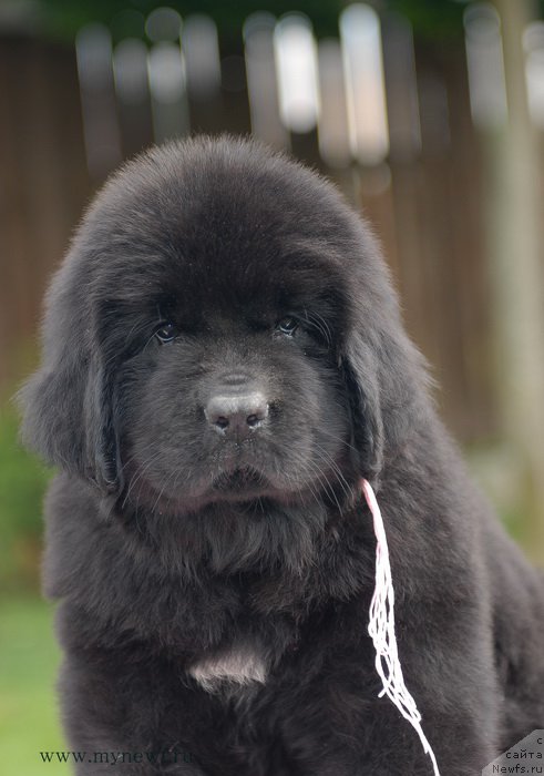 Фото: ньюфаундленд Блуминг Роуз (Blooming Rose)