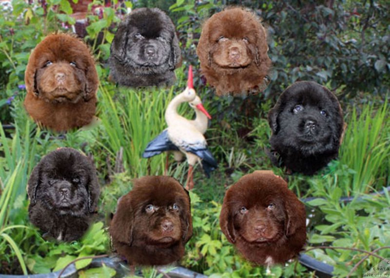 Фотография № 163196