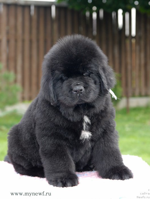 Фото: ньюфаундленд Бикоз Ай Эм Свеет фор Сеабрук (Because I'm Sweet for Seabrook)