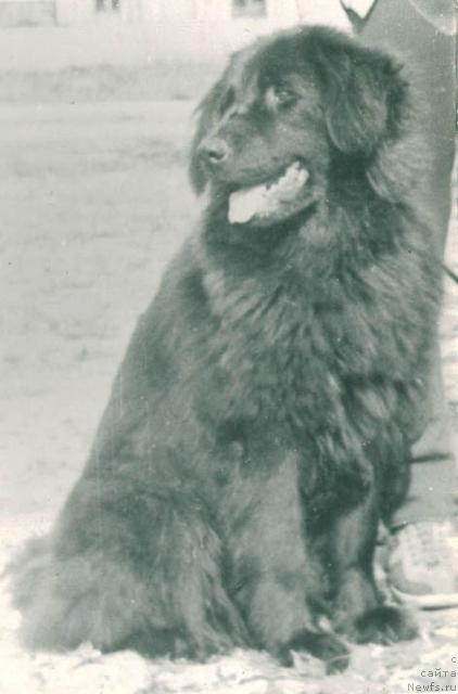 Фото: ньюфаундленд Сильва Ник