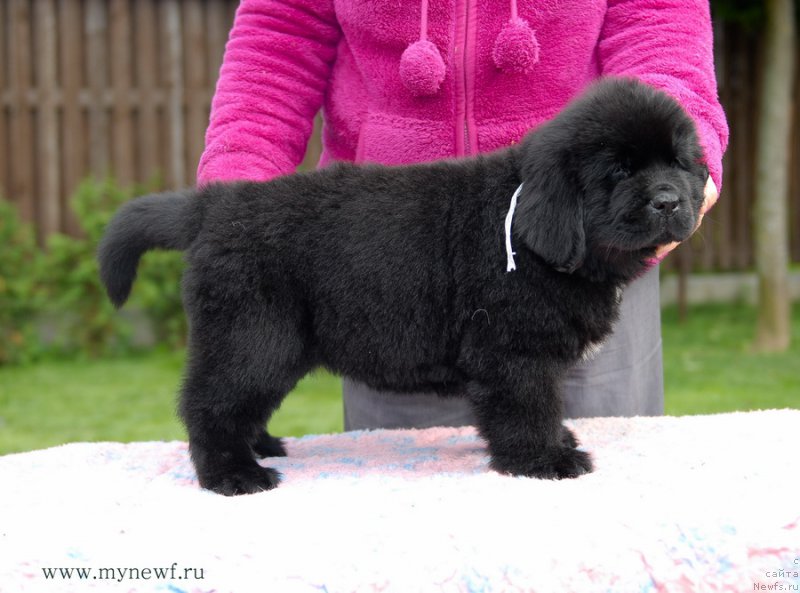 Фото: ньюфаундленд Бикоз Ай Эм Свеет фор Сеабрук (Because I'm Sweet for Seabrook)