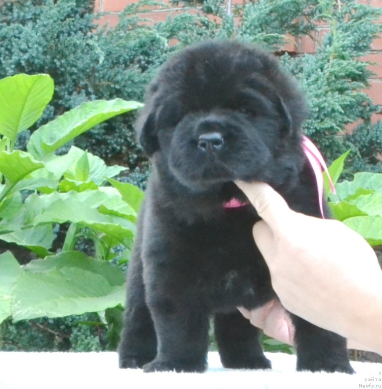 Фото: Щенки 