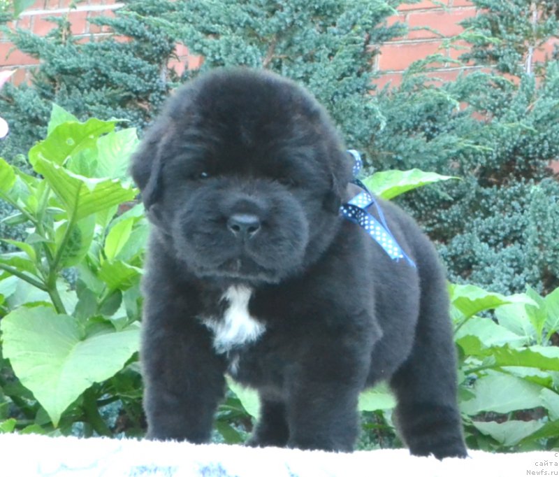 Фото: Щенки 