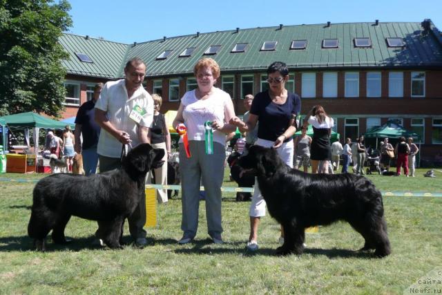 Фото: ньюфаундленд Звезда Ростова с Берега Дона (Zvezda Rostova s Berega Dona), ньюфаундленд Duty Free of Apachee's Home