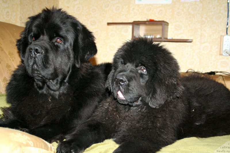 Фото: ньюфаундленд Черная Мафия Муст Хаве (Chernaya Mafia Must Have), ньюфаундленд Черная Мафия Шенген Виза (Chernaya Mafia Shengen Visa)