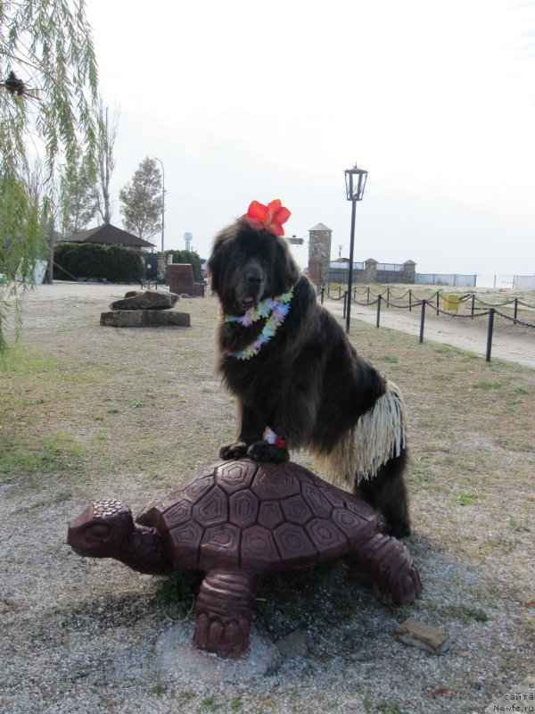 Фотография № 163281