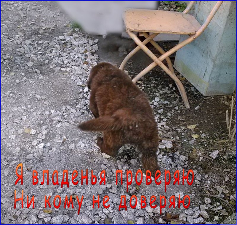 Фотография № 163289