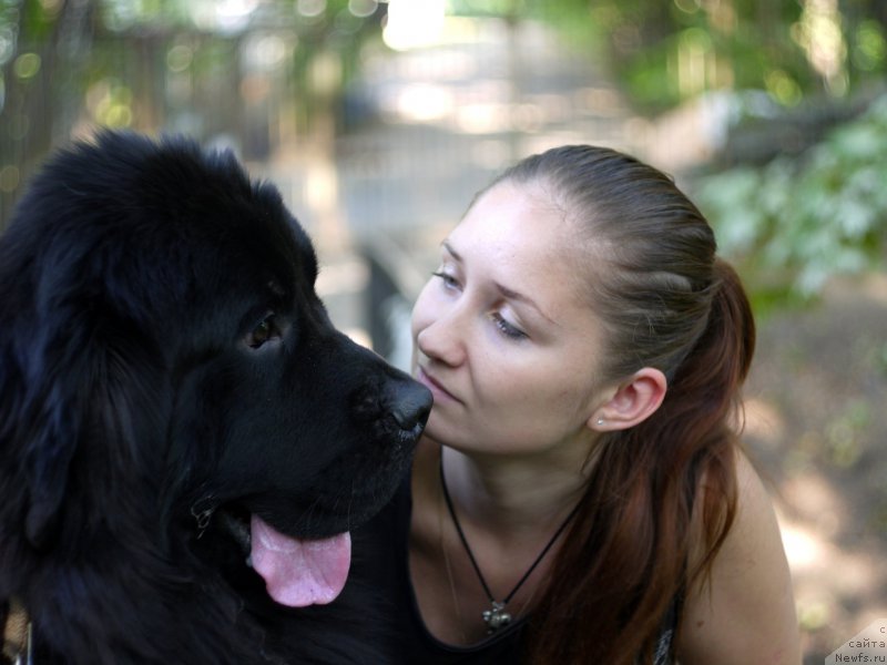 Фото: ньюфаундленд Черный Чанк с Берега Дона (Chernyj Chank s Berega Dona)