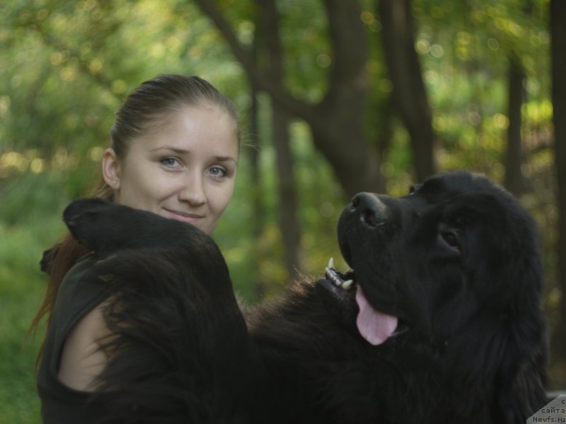 Фото: ньюфаундленд Черный Чанк с Берега Дона (Chernyj Chank s Berega Dona)