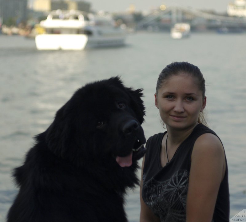 Фото: ньюфаундленд Черный Чанк с Берега Дона (Chernyj Chank s Berega Dona)