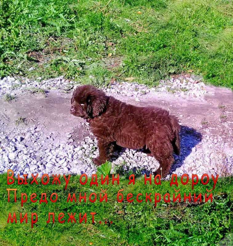 Фотография № 163295