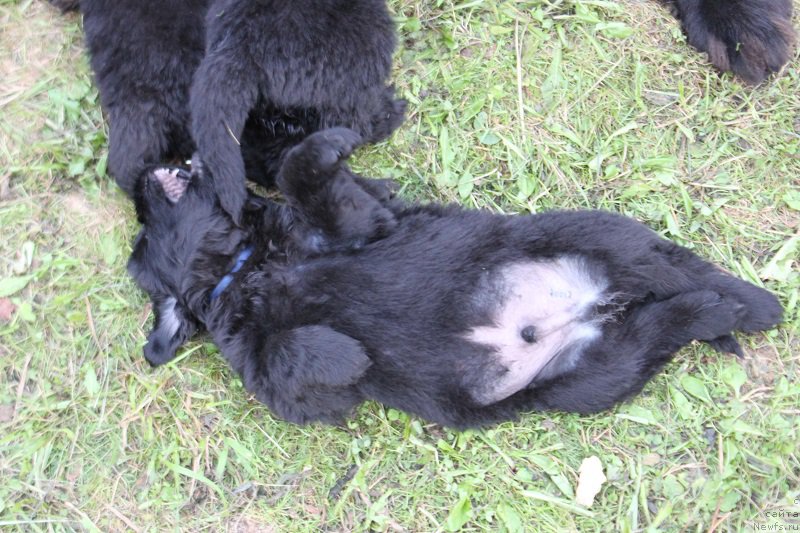 Фото: ньюфаундленд Гранд Бэби Ариадна
