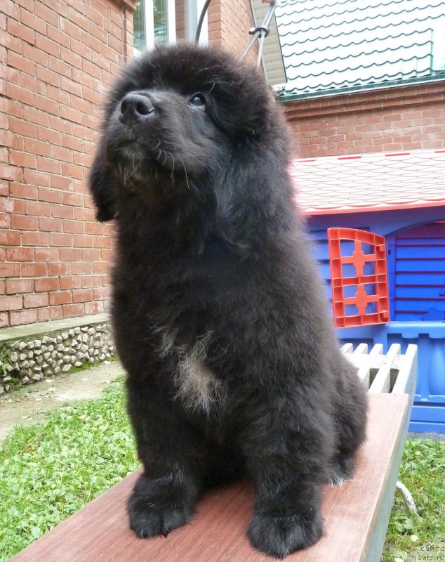 Фото: ньюфаундленд Супер Премиум Рита Маргарита