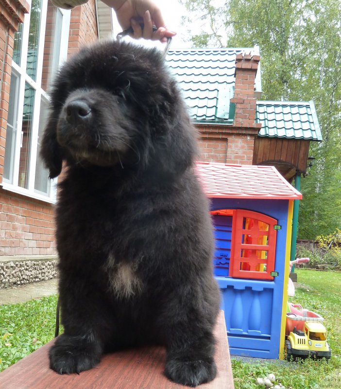 Фото: ньюфаундленд Супер Премиум Рита Маргарита