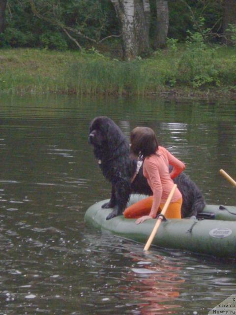 Фото: ньюфаундленд Умберто Великолепный