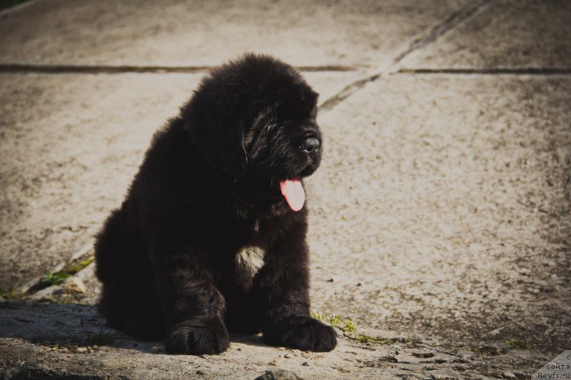 Фото: ньюфаундленд Империал Классик Бугатти Вейрон