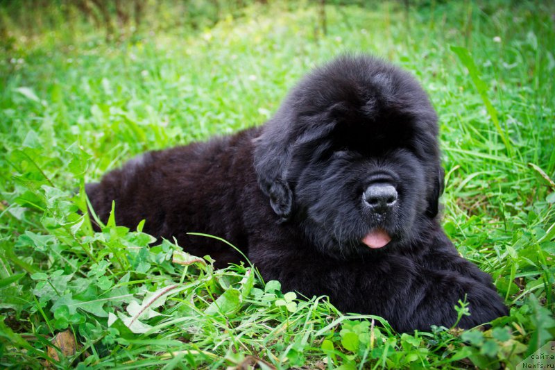 Фото: ньюфаундленд Империал Классик Бугатти Вейрон