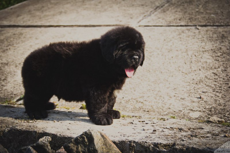 Фото: ньюфаундленд Империал Классик Бугатти Вейрон