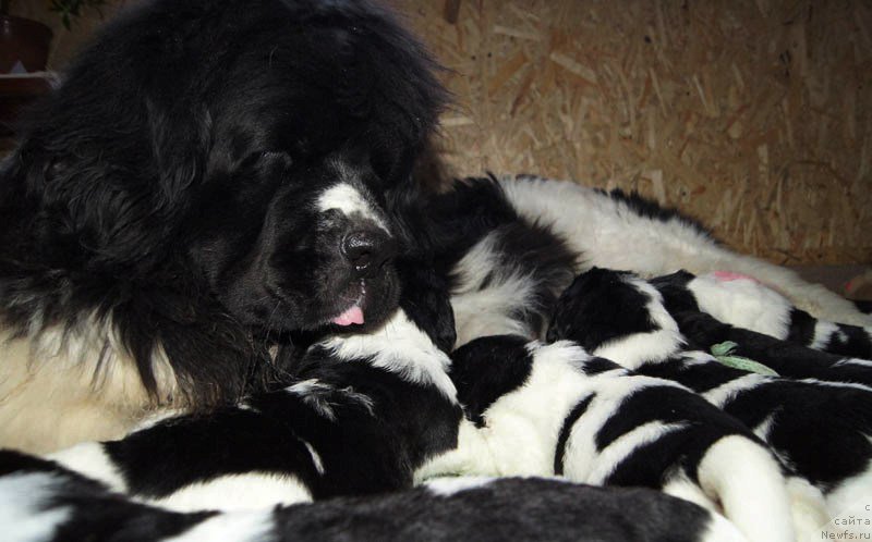 Фото: дети, ньюфаундленд Супер Премиум Женева (Super Premium Zheneva), ньюфаундленд Callistos Blitzen, ньюфаундленд Супер Бизон Маэстро (Super Bizon Maestro), ньюфаундленд Супер Бизон Майбах, ньюфаундленд Супер Бизон Мурсиелага, ньюфаундленд Супер Бизон Мирослава, ньюфаундленд Супер Бизон Малина, ньюфаундленд Супер Бизон Мелодия, ньюфаундленд Супер Бизон Матильда