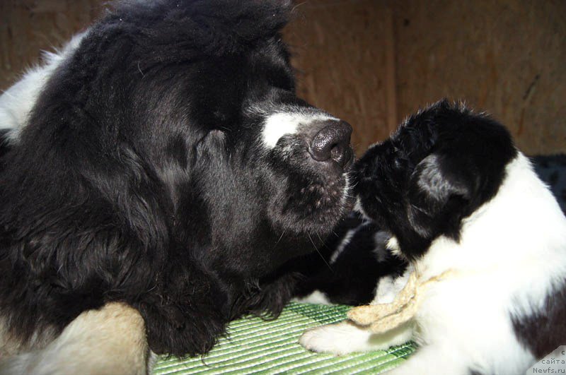 Фото: ньюфаундленд Супер Премиум Женева (Super Premium Zheneva), ньюфаундленд Супер Бизон Мирослава