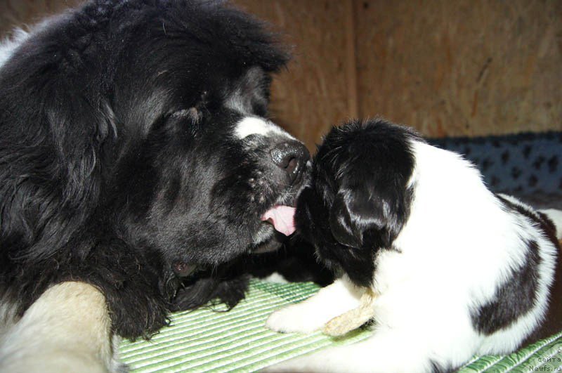 Фото: ньюфаундленд Супер Премиум Женева (Super Premium Zheneva), ньюфаундленд Супер Бизон Мирослава