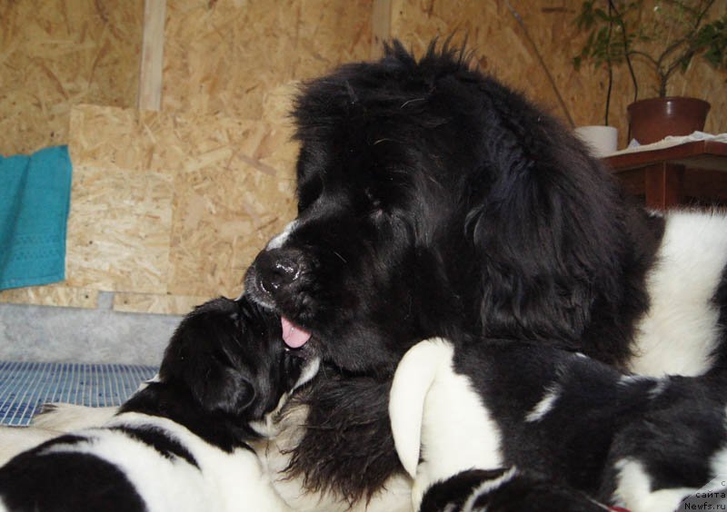 Фото: ньюфаундленд Супер Премиум Женева (Super Premium Zheneva), ньюфаундленд Супер Бизон Мирослава