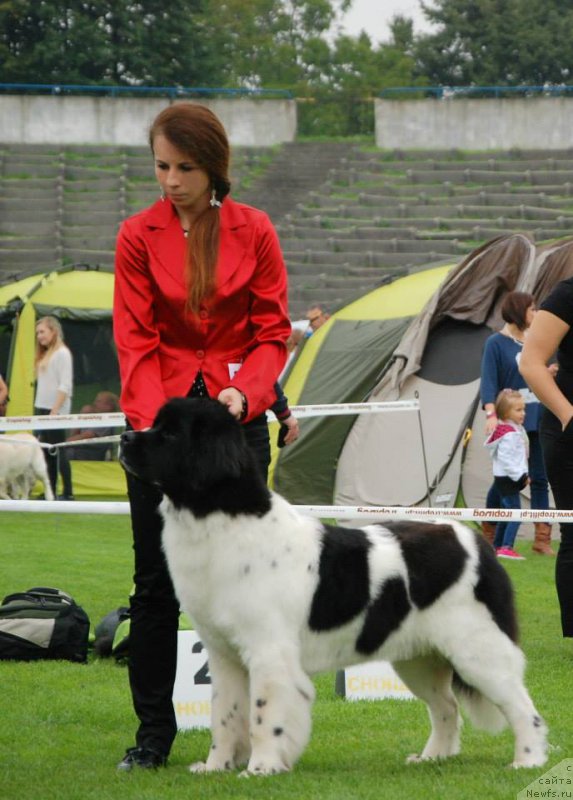 Фото: ньюфаундленд Черная Мафия Зебра Тиме (Chernaya Mafia Zebra Time)